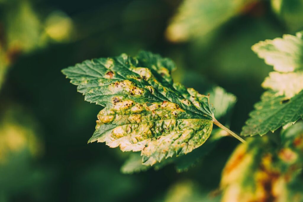 Leaf disease remote sensing scaled